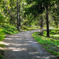 Skogsbad mot stress