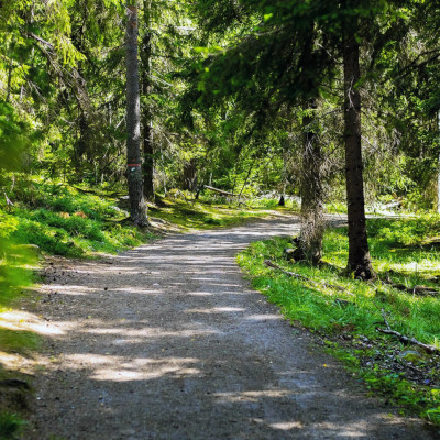 Skogsbad mot stress