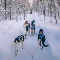 Hundspann i Åre