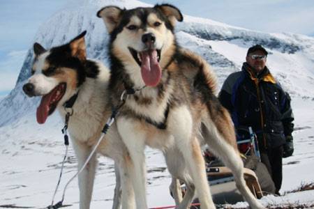 Hundspann i Lappland
