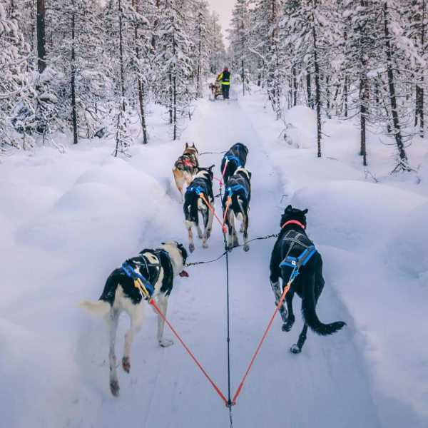 Hundspann i Lappland